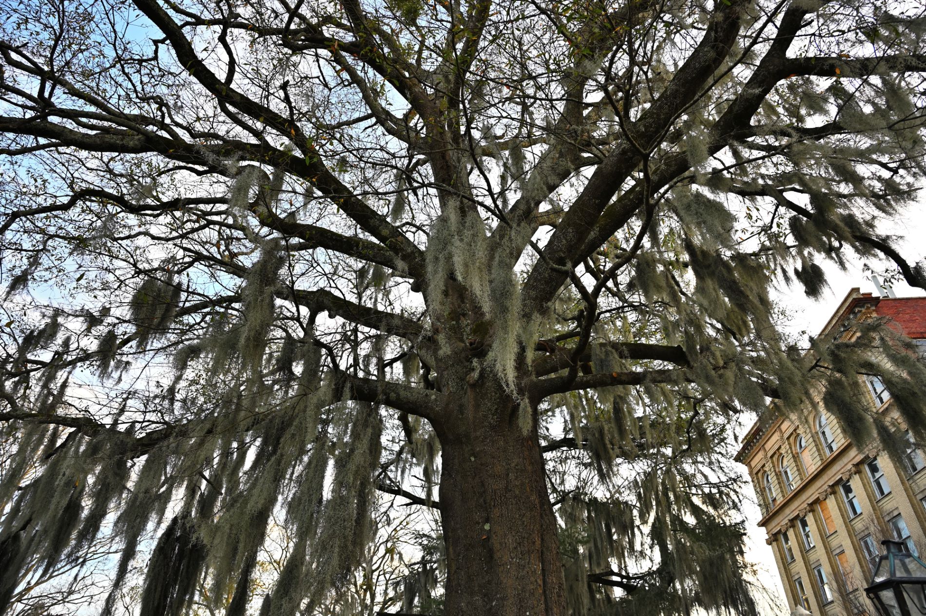image of spanish moss hanging on a large tree